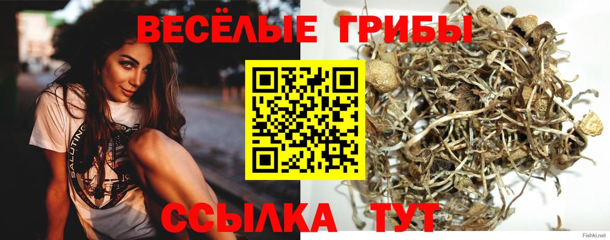 Галлюциногенные грибы Psilocybe Горячий Ключ